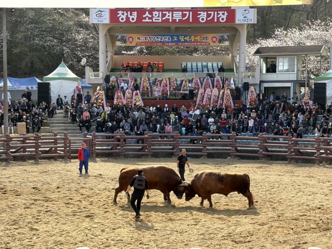 제22회 창녕 전국 민속소힘겨루기대회 성료