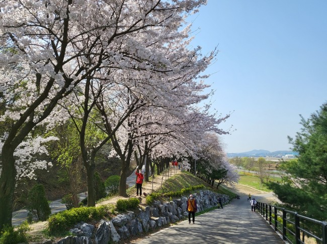 성남시, 벚꽃길 명소 9경 