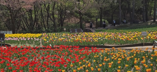 의정부 직동근린공원, 튤립 활짝…쉼과 여유 더한 힐링 공간 조성