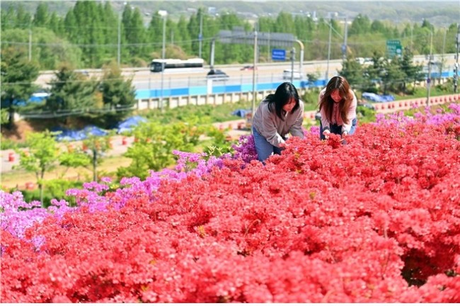 주말 '인생샷' 예약？…하남 철쭉동산 '오픈런' 해야 하는 이유
