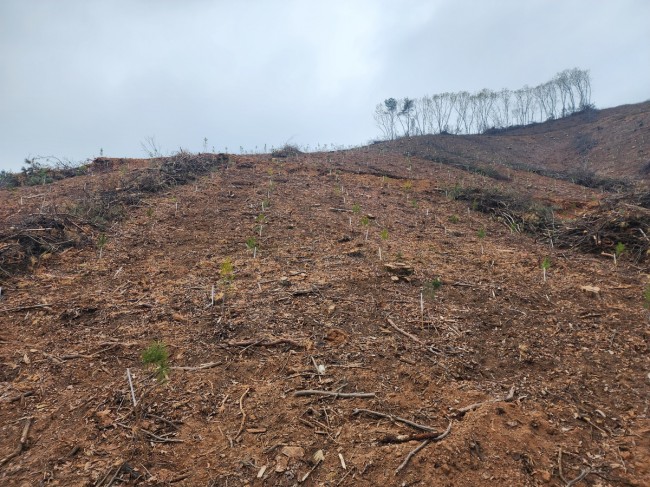 김포시, 통진·하성 일원에 묘목 2만 여본 식재