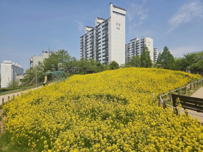 미추홀구, 용정 공원 '황금빛 유채꽃' 만개…시민들에게 봄 정취 선사